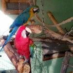 Das sind unsere tierischen Mitarbeiter Paul und Paula.
